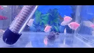Peixinhos Neons de aquário