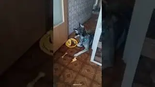 ВЕНА АЛЬДА из ЗВЕЗДНОГО ДЕСАНТА #вео #восточноевропейскаяовчарка