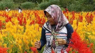 Hamparan Bunga Celosia, Nan Mempesona - NET YOGYA