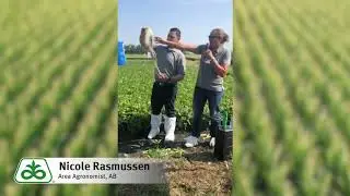 Corteva Agriscience™ Keep Growing Tour - How to Recognize When Your Corn is Pollinated
