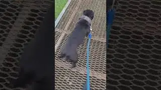 #питбульграф