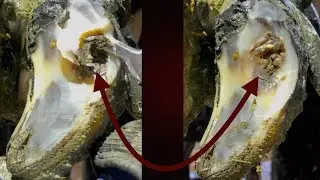 Don’t Overlook This Step When Hoof Trimming
