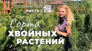 Хвойные растения в 