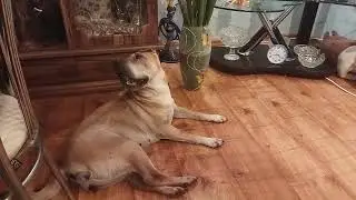 Беля