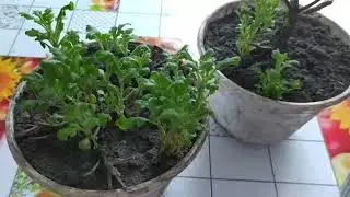 Черенкование хризантемы мультифлоры весной.