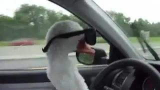 криминальный гусь