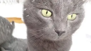 One day in the life of cats