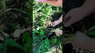 Как С ОДНОЙ головки чеснока получить ПЯТЬ.