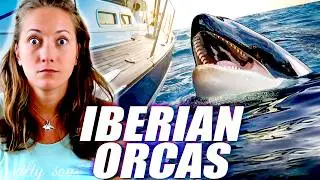 This is Why Orcas Are Sinking Boats?