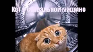 Топ 20 самых няшных котиков:D