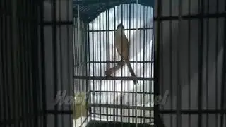 Pentet gacor isian komplit