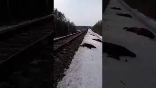 Сбили кабанов поездом ЖЕСТЬ!