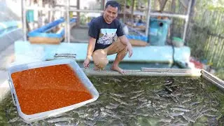 Massive Catfish Farming - Everything you Need to know in CATFISH RAISING & How to become succesful