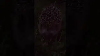 гость