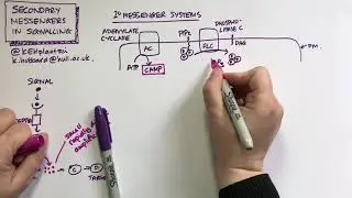 Secondary Messengers in Cell Signalling