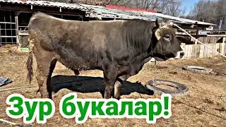 Букаларни зури! 👍🔥 Новвосларни самарали бокиш! Гуштга бокиш!