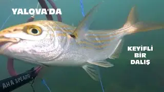 Yalova'da keyifli bir sabah dalışı zıpkınla karagöz ve sarpa avı