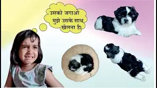 Shih tzu dog cute Funny sleeping positions #shihtzu #shih-tzus # shih-tzu  #dog sleeping