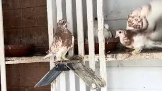 Голуби Tauben Чины ￼ Чернаносые ￼ Артур Германия