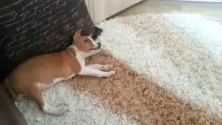 Купили щенка Басенджи (Basenji)