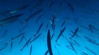 Bajo de Piles I y Bajo de Piles II, Cabo de Palos, Septiembre de 2020