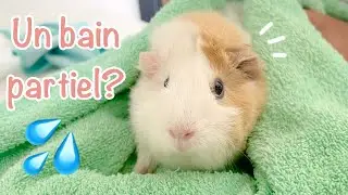 Comment donner un bain partiel à votre cochon d'Inde et ses avantages