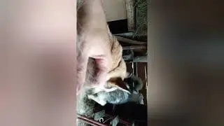 РЕБЯТА ВЕРНУЛИСЬ С КАСТРАЦИИ. ВСЕ ЦЕЛЫ