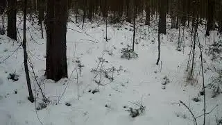 Удачная проверка капканов на соболя, охота на лося( Первая часть)