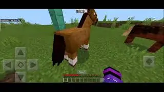 Dream, I challenge you on mobile