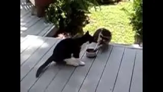 Енот нагло ворует еду у кота )))))