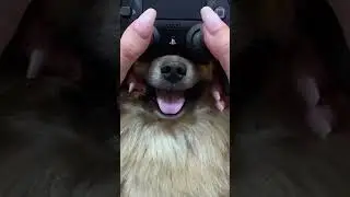 Jogando vídeo game com meu cachorro + Playing game with my dog #shorts