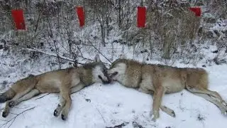 Battue hunting of the wolf. Wolf hunting with flags