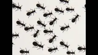 Ant Colony