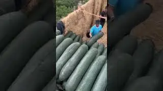 Фиксики собирают огурцы)