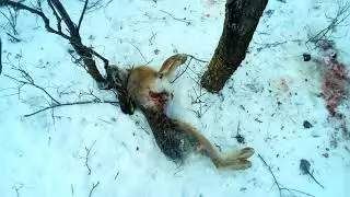 Проверка петель на зайца не повезло):