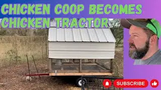 Our Chickens Eat Organic for FREE