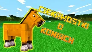 3 Ciekawostki o koniach