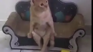 Lo que pasa cuando ves tu foto en Jumpy Jumpy juego de facebook