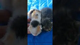 Котятам семь дней