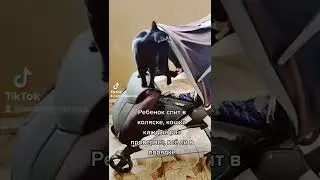 Кошка Снежок смотрит, все ли в порядке у малыша