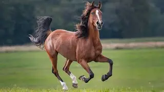 БУ ОТНИ КЎРИНГ МЕҲРИБОН ЭКАНЛИГИНИ! #лошадь #КОНЬ #horses  #horse #vodiy_kopkari