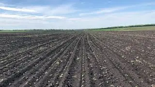 Всходи Подсолнуха Обзор Пшениці Подарунок)))