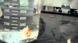 Фокус с рыбкой