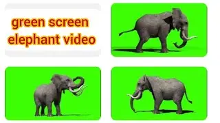 green screen elephant video