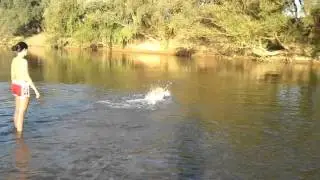 Cara si Rio la balaceala 2