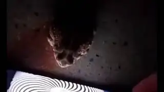 Hypnotized Phrog