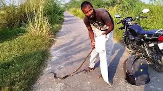कौन से सांप की पूछ में जहर होता है?