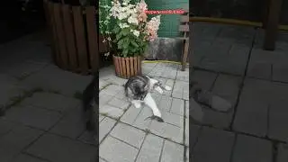 Курильский бобтейл отличный мышелов.