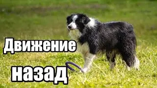 Движение НАЗАД. Как научить собаку ходить задом наперёд. Дрессировка собак.