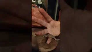 Это супер Гекончик. На Бали.